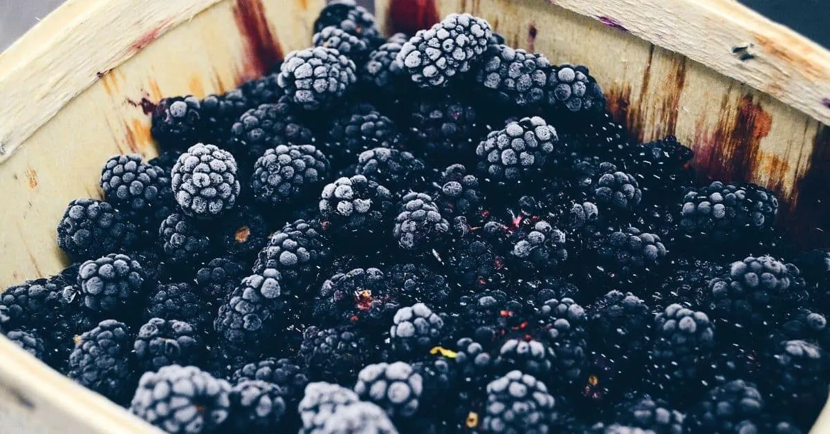 blackberry blackberries