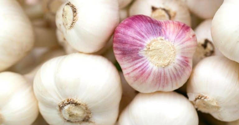 Super Food Spotlight: Garlic